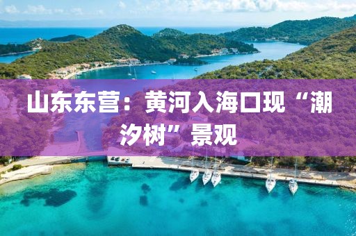 山東東營(yíng)：黃河入?？诂F(xiàn)“潮汐樹”景觀