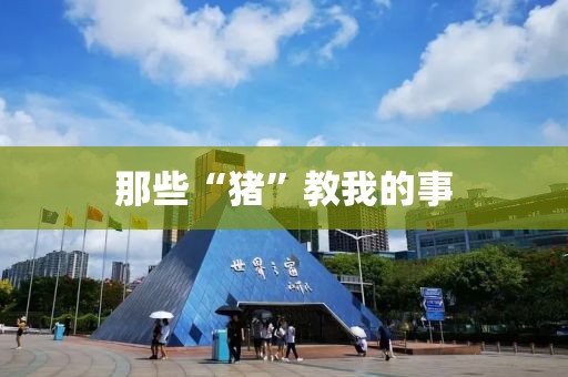 那些“豬”教我的事