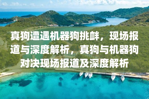 真狗遭遇機(jī)器狗挑釁，現(xiàn)場(chǎng)報(bào)道與深度解析，真狗與機(jī)器狗對(duì)決現(xiàn)場(chǎng)報(bào)道及深度解析
