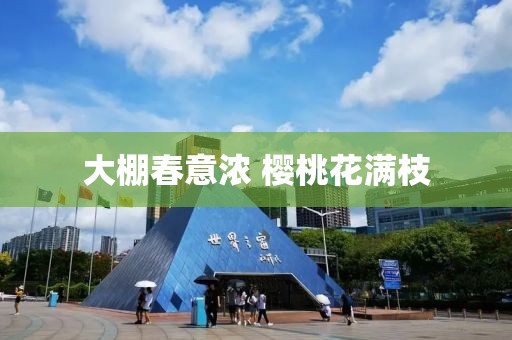 大棚春意濃 櫻桃花滿枝