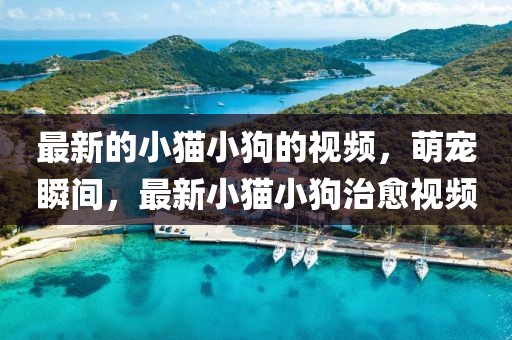 最新的小貓小狗的視頻，萌寵瞬間，最新小貓小狗治愈視頻