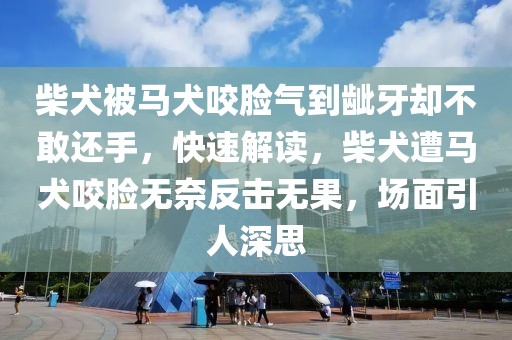 柴犬被馬犬咬臉氣到齜牙卻不敢還手，快速解讀，柴犬遭馬犬咬臉無(wú)奈反擊無(wú)果，場(chǎng)面引人深思
