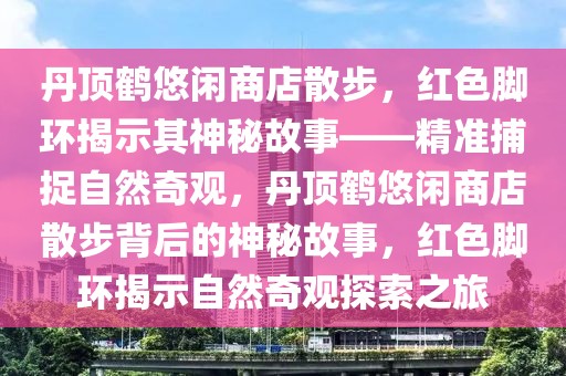 丹頂鶴悠閑商店散步，紅色腳環(huán)揭示其神秘故事——精準(zhǔn)捕捉自然奇觀，丹頂鶴悠閑商店散步背后的神秘故事，紅色腳環(huán)揭示自然奇觀探索之旅