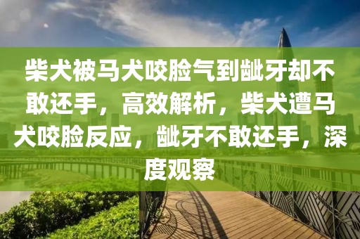 柴犬被馬犬咬臉氣到齜牙卻不敢還手，高效解析，柴犬遭馬犬咬臉反應(yīng)，齜牙不敢還手，深度觀察