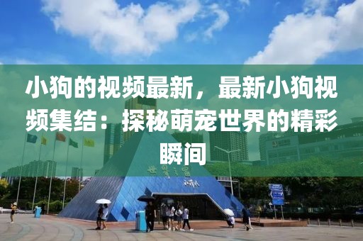 小狗的視頻最新，最新小狗視頻集結(jié)：探秘萌寵世界的精彩瞬間