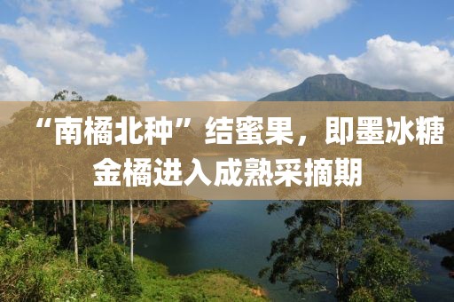 “南橘北種”結(jié)蜜果，即墨冰糖金橘進(jìn)入成熟采摘期